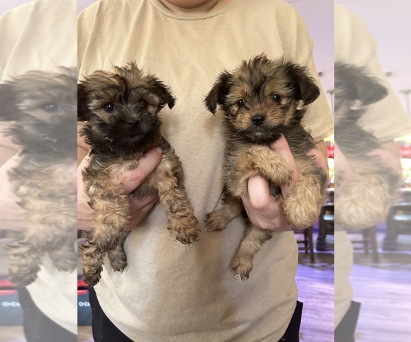 Medium Photo #1 Shih Tzu-Shorkie Tzu Mix Puppy For Sale in TEXARKANA, AR, USA