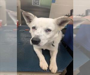 Mutt Dogs for adoption in Mobile, AL, USA