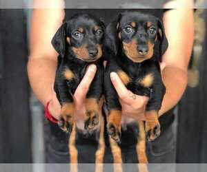 Dachshund Puppy for sale in LOS ANGELES, CA, USA