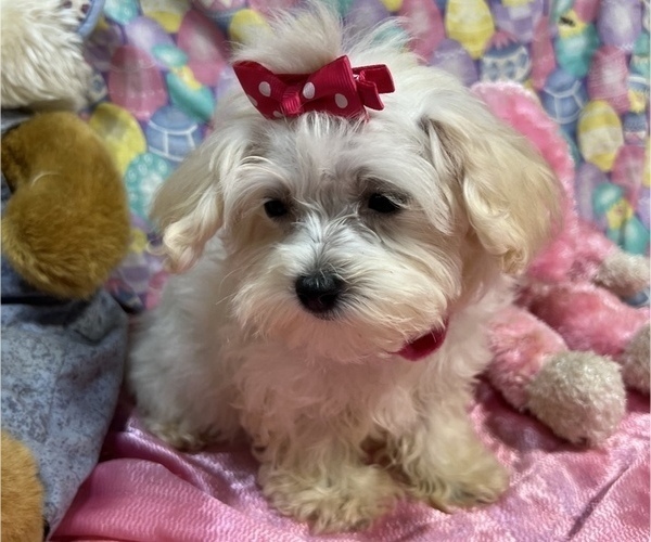 Medium Photo #7 Maltipoo Puppy For Sale in BOLINGBROOK, IL, USA