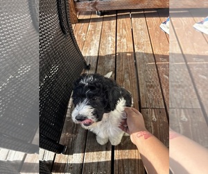 Double Doodle Puppy for sale in SILVERDALE, WA, USA