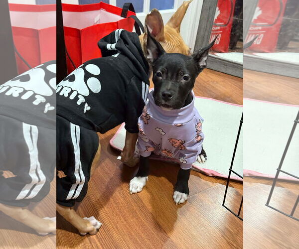 Medium Photo #13 American Bulldog-Unknown Mix Puppy For Sale in Oro Medonte, Ontario, Canada