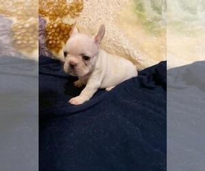 French Bulldog Puppy for sale in BOSTON, MA, USA