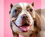 Small #4 American Staffordshire Terrier Mix