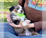 Small #7 Bernedoodle (Miniature)