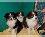 Small Photo #8 Australian Shepherd Puppy For Sale in DUVALL, WA, USA
