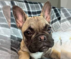 French Bulldog Puppy for sale in REDMOND, WA, USA