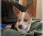 Small #15 Chihuahua Mix