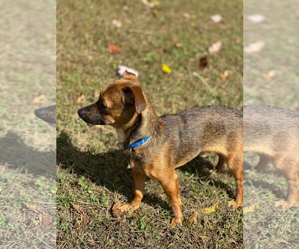 Medium Photo #11 Chihuahua Puppy For Sale in Lewistown, PA, USA