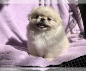 Pekingese Puppy for sale in MESQUITE, TX, USA