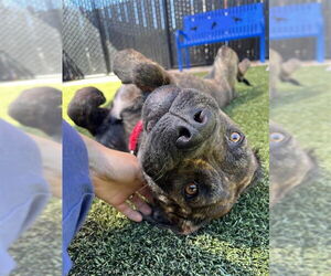 Medium Mastiff Mix