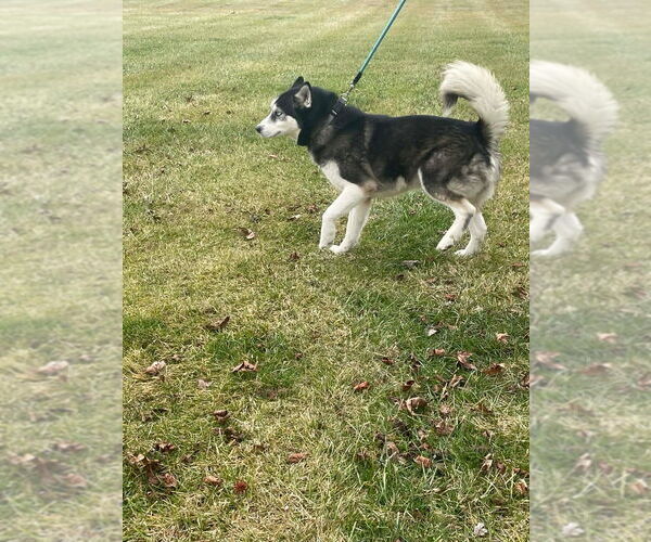 Medium Photo #2 Siberian Husky Puppy For Sale in Aurora, IN, USA