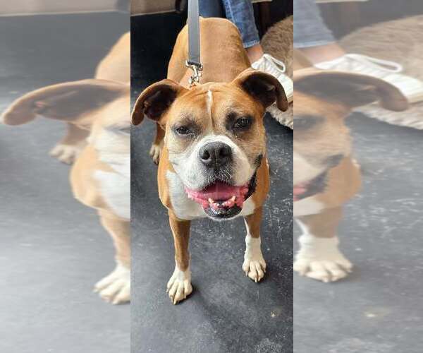 Medium Photo #12 Boxer Puppy For Sale in Austin, TX, USA