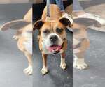 Small #11 Boxer