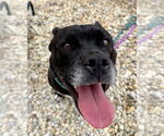 Small #4 American Pit Bull Terrier