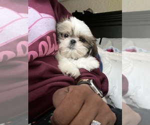 Shih Tzu Puppy for Sale in OVERLAND PARK, Kansas USA