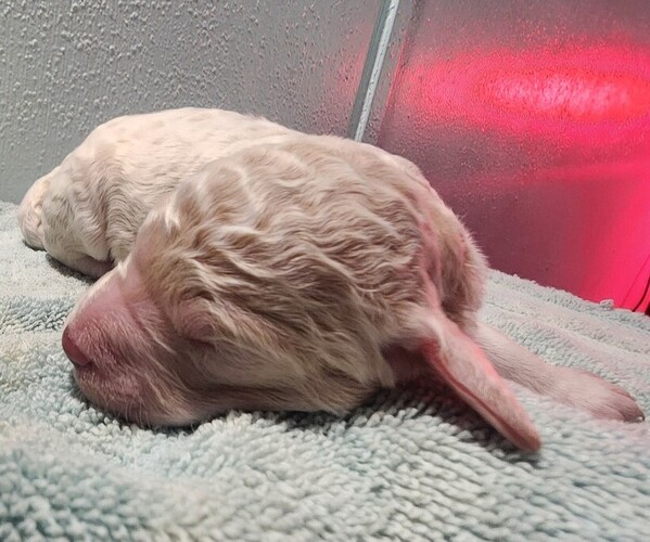 Medium Photo #46 Poodle (Standard) Puppy For Sale in CLAYTON, WA, USA