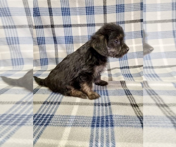 Medium Photo #3 Morkie-Yorkshire Terrier Mix Puppy For Sale in HAMPTON, VA, USA