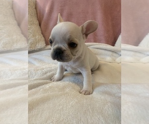 French Bulldog Puppy for sale in JOHNS ISLAND, SC, USA