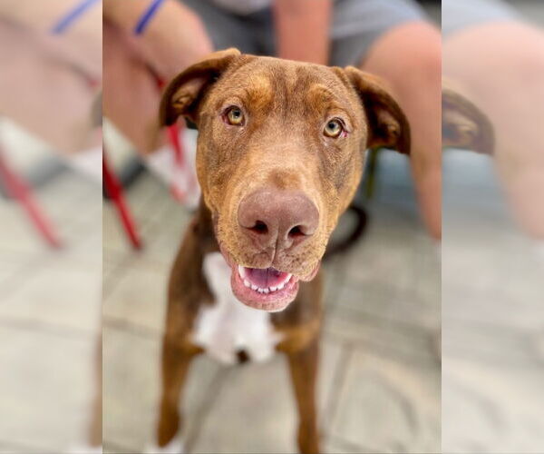 Medium Photo #1 Redbone Coonhound-Unknown Mix Puppy For Sale in Lake Forest, CA, USA