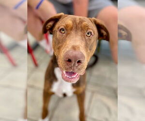 Redbone Coonhound-Unknown Mix Dogs for adoption in Lake Forest, CA, USA