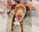 Small Redbone Coonhound Mix