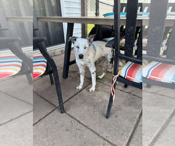 Medium Photo #1 Border Collie-Unknown Mix Puppy For Sale in Hinckley, IL, USA
