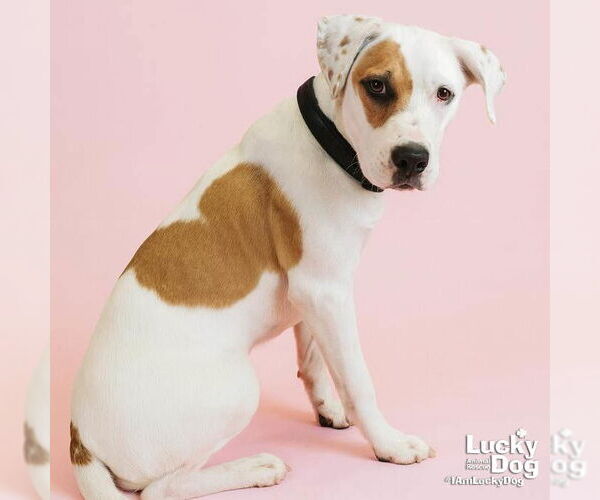 Medium Photo #4 Boxer-Unknown Mix Puppy For Sale in Washington, DC, USA