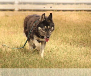 Alice - Female Siberian Husky-Unknown Mix Dog for Adoption - Photo #2