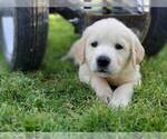 Puppy 1 English Cream Golden Retriever