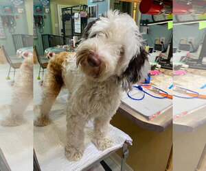 Aussiedoodle Miniature  Dogs for adoption in Benton, LA, USA