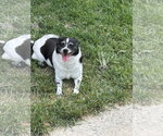 Small #3 Rat Terrier