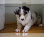 Small Photo #34 Australian Shepherd Puppy For Sale in GREER, SC, USA