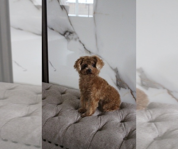 Medium Photo #1 Poodle (Toy) Puppy For Sale in PORTLAND, OR, USA