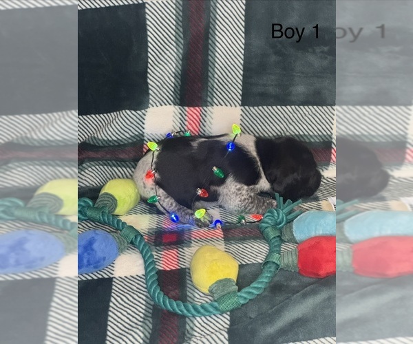 Medium Photo #5 German Shorthaired Pointer Puppy For Sale in BOOMER, NC, USA