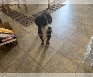 Bernese Mountain Dog Puppy for sale in DRIVER, VA, USA