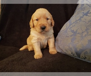 Golden Retriever Puppy for sale in CLAREMORE, OK, USA
