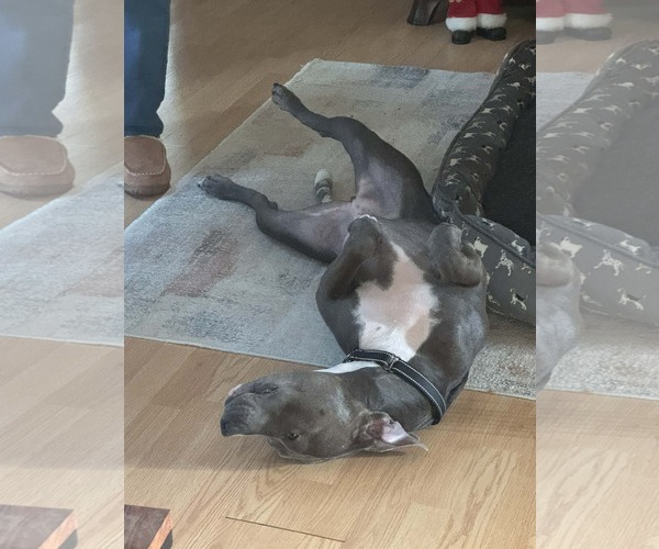 Medium Photo #3 Mutt Puppy For Sale in Woodbury, NY, USA