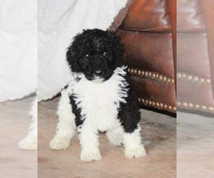 Poodle (Standard) Puppy for Sale in OWATONNA, Minnesota USA