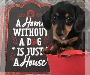 Dachshund Puppy for sale in CHARLOTTESVILLE, VA, USA