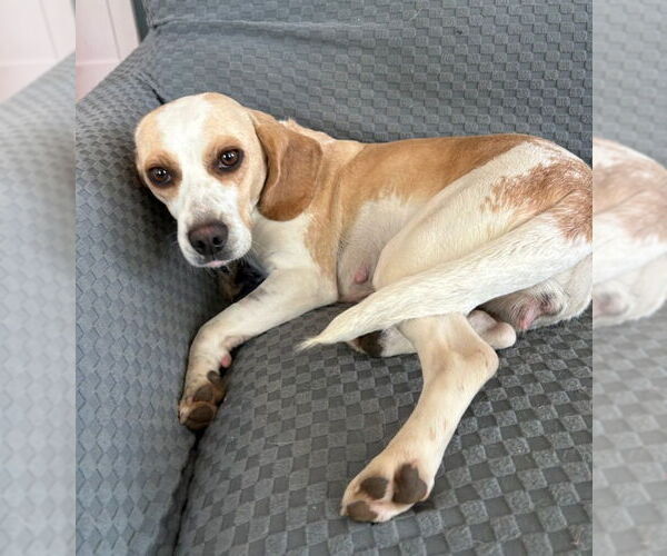 Medium Photo #2 Beagle Puppy For Sale in Dunnellon, FL, USA