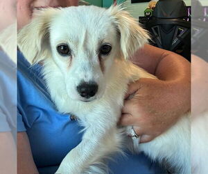 Dachshund Dogs for adoption in Columbus, IN, USA