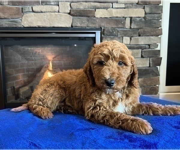 Medium Photo #1 Goldendoodle Puppy For Sale in NOBLESVILLE, IN, USA