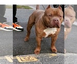 Small Photo #1 American Bully Puppy For Sale in ACUSHNET, MA, USA