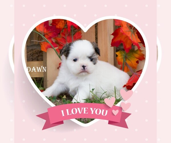 Medium Photo #1 Shih Tzu Puppy For Sale in CLARE, MI, USA
