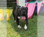 Small #2 American Bulldog Mix