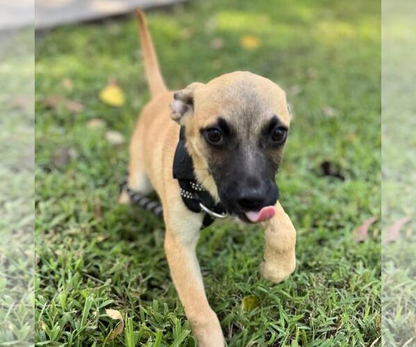Medium Photo #4 Dachshund-Unknown Mix Puppy For Sale in Yardley, PA, USA