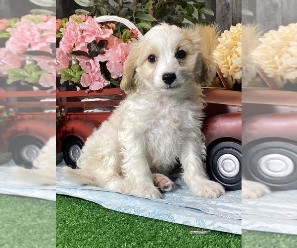 Medium Photo #5 Bichpoo-Cavalier King Charles Spaniel Mix Puppy For Sale in CANOGA, NY, USA