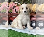 Small #4 Bichpoo-Cavalier King Charles Spaniel Mix