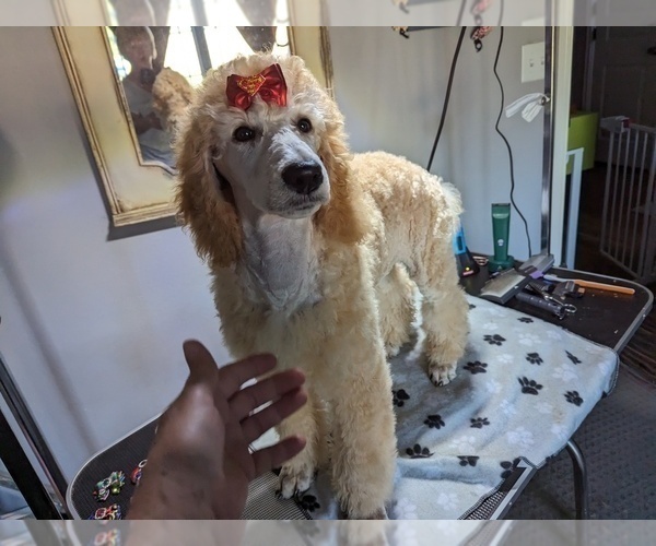 Medium Photo #25 Poodle (Standard) Puppy For Sale in SAND SPRINGS, OK, USA
